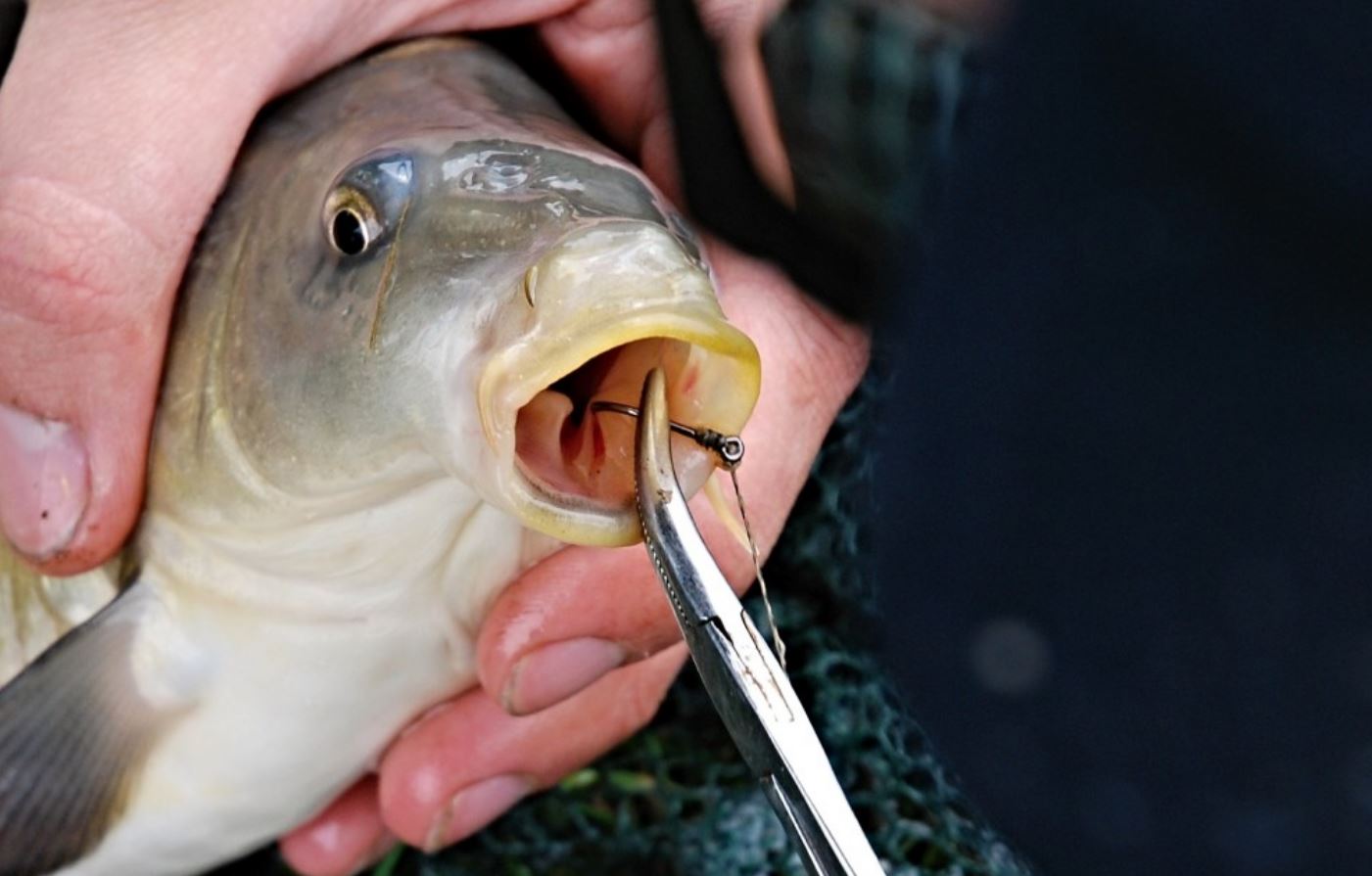 Les 7 meilleures pinces à pêche que vous n’aurez jamais portées