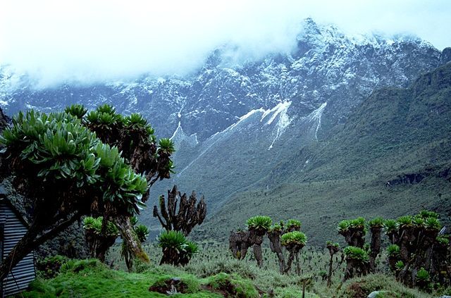 Ruwenzori