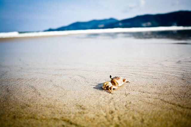 crab-in-the-sand