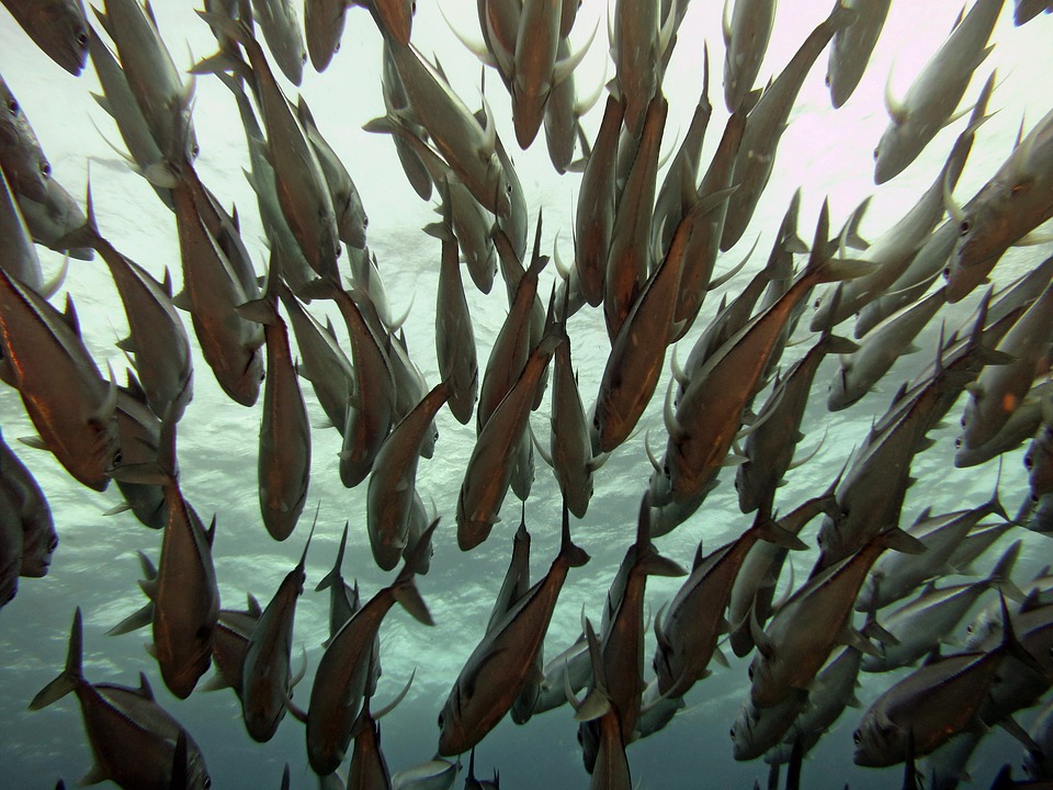 Le top 5 des traqueurs de poissons pour tout voir sous l’eau