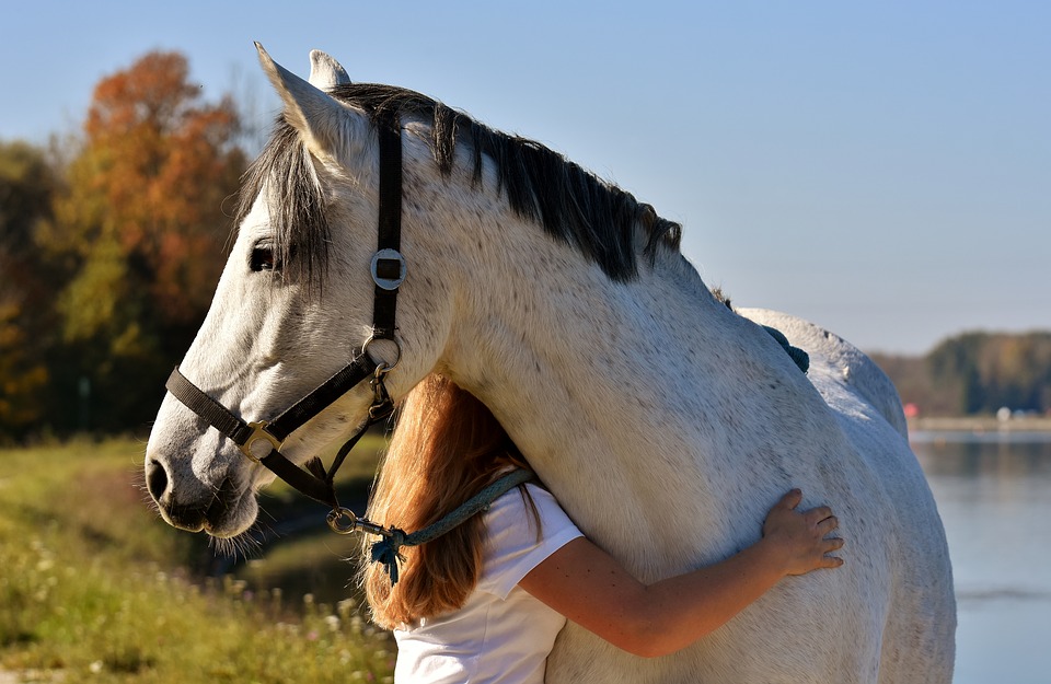 10 idées de cadeaux pour les amoureux des chevaux pour ce Noël